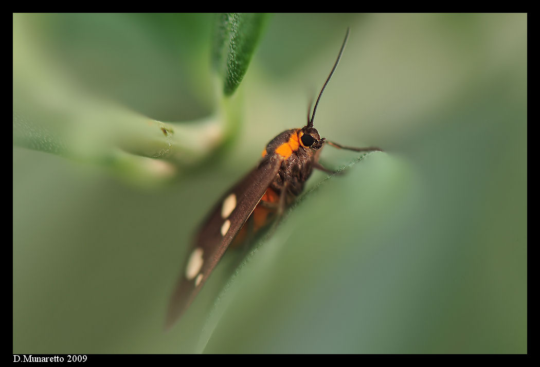Farfalla...nel mondo incantato...e non